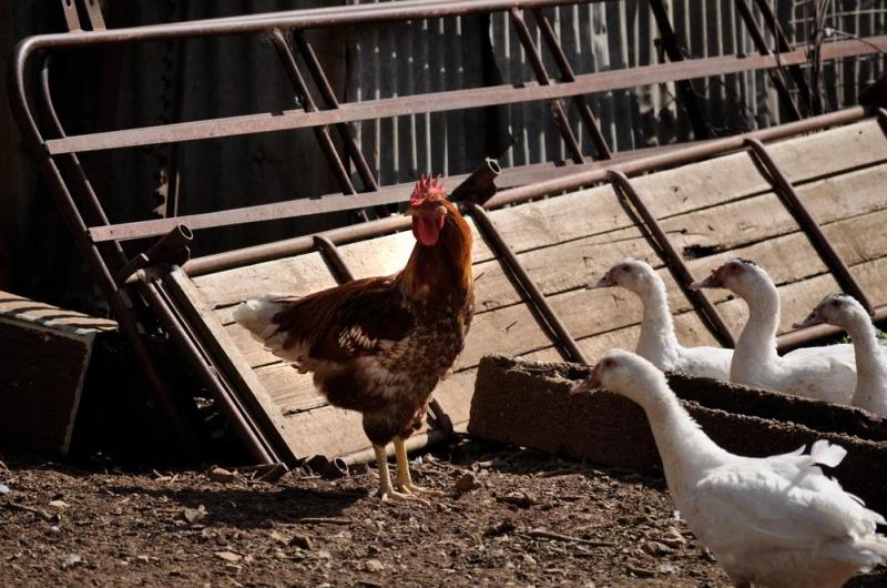 L'&eacute;levage de chiens &agrave; Coin-l&egrave;s-Cuvry, comment choisir votre compagnon id&eacute;al ?