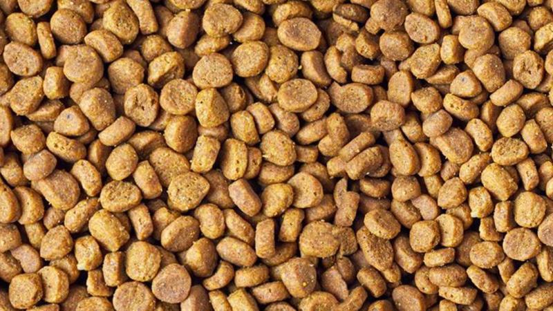 Nourriture pour chiens, comment faire le bon choix ?