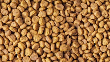 Nourriture pour chiens, comment faire le bon choix ?