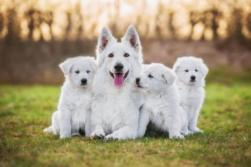 Adopter un chien adapt&eacute; &agrave; son mode de vie pr&egrave;s de Marly