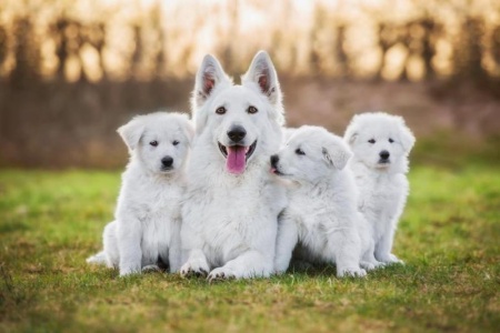 Adopter un chien adapt&eacute; &agrave; son mode de vie pr&egrave;s de Marly